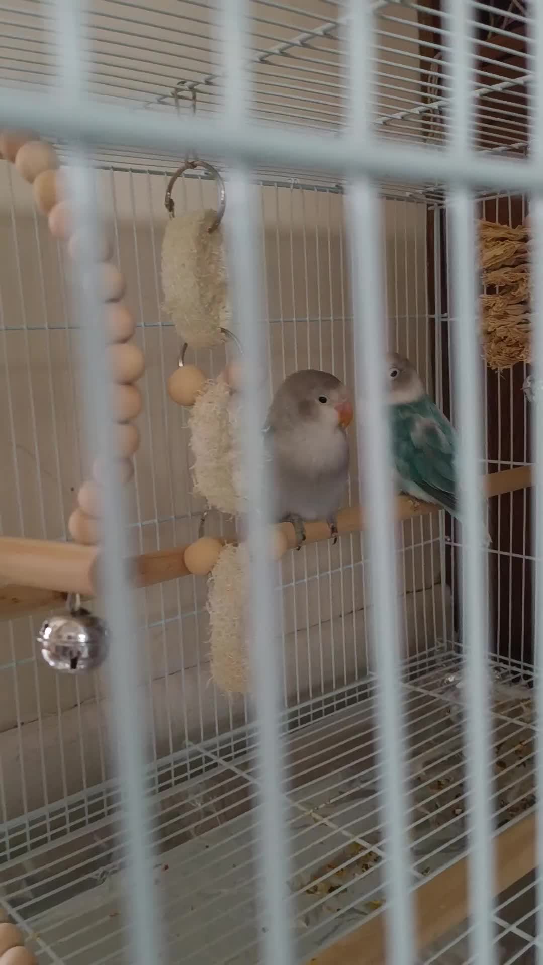 Lovebirds birds for sale: *AVAILABLE* 2 Lovebirds + Cage + Food! in West Bromwich - Video 1