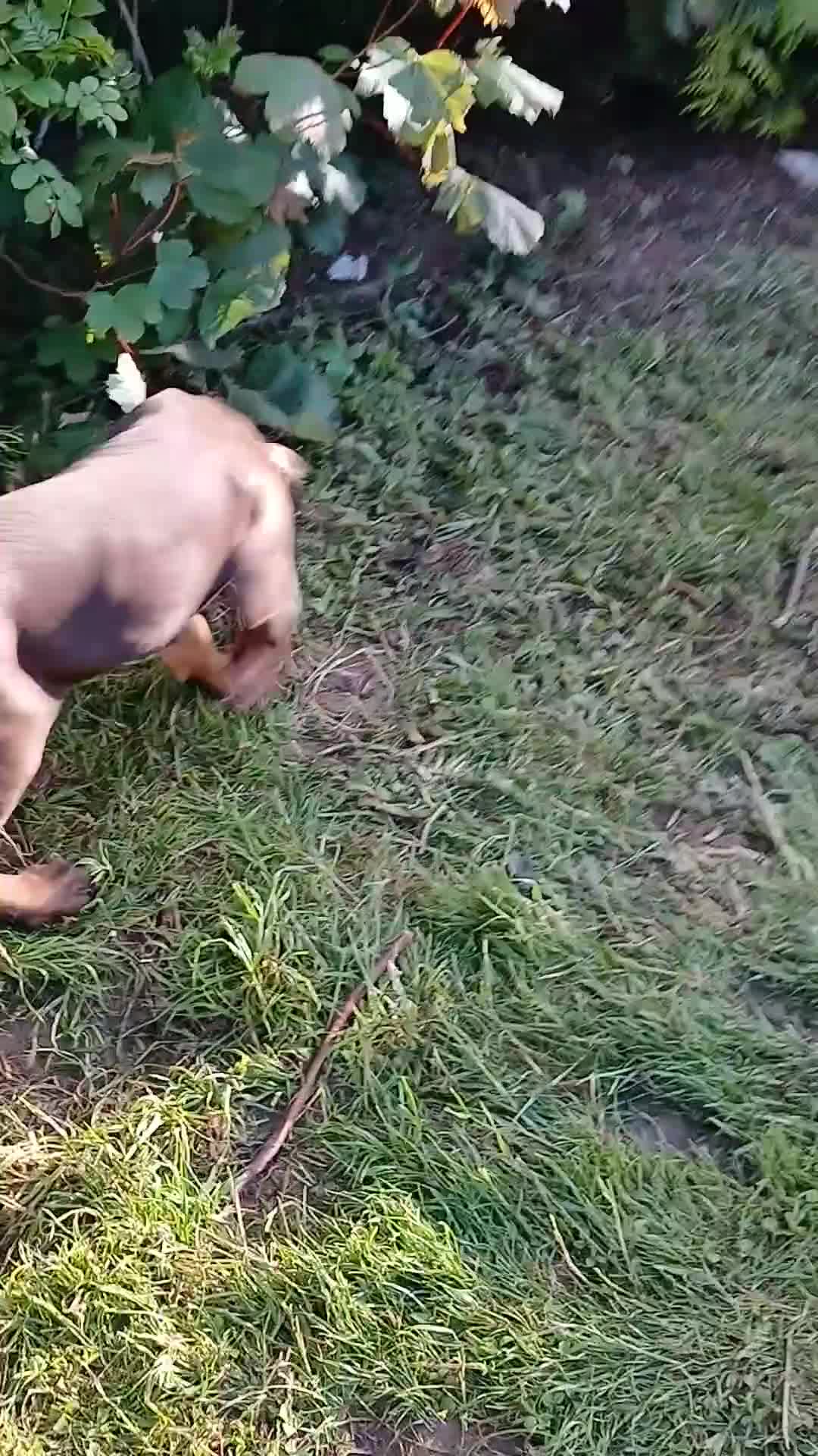 Dobermann dogs for sale: DOBERMAN PUPS CHAMPION BLOODLINES FULLY HEALTH   - Video 4