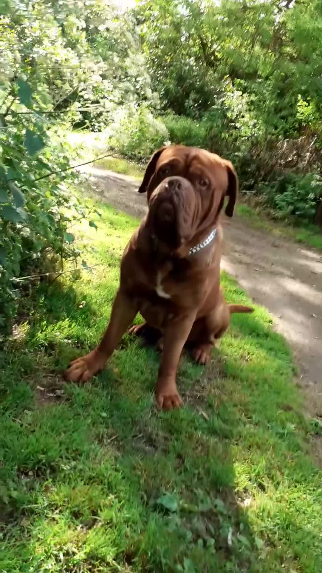 Dogue De Bordeaux dogs for sale: Huge champion available  in Solihull - Video 1