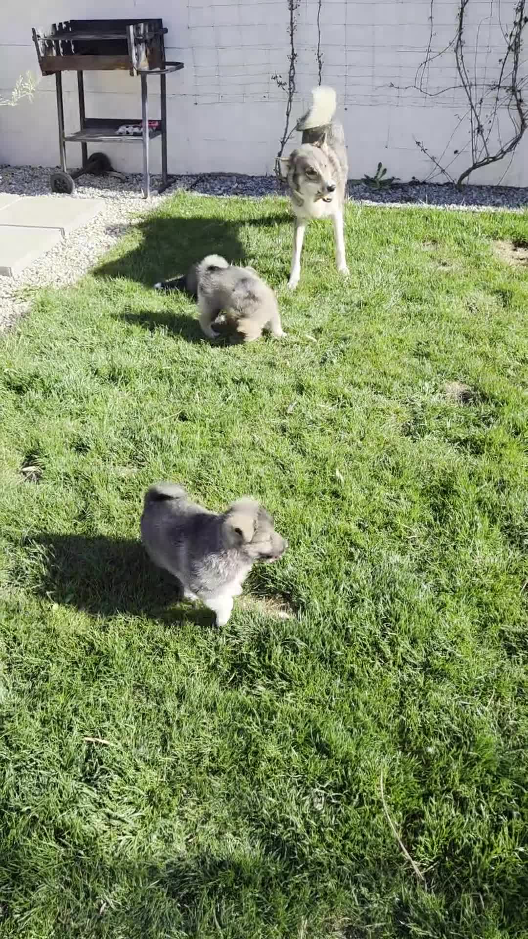 Siberian Husky dogs for sale: Western Siberian Lajka - Video 1