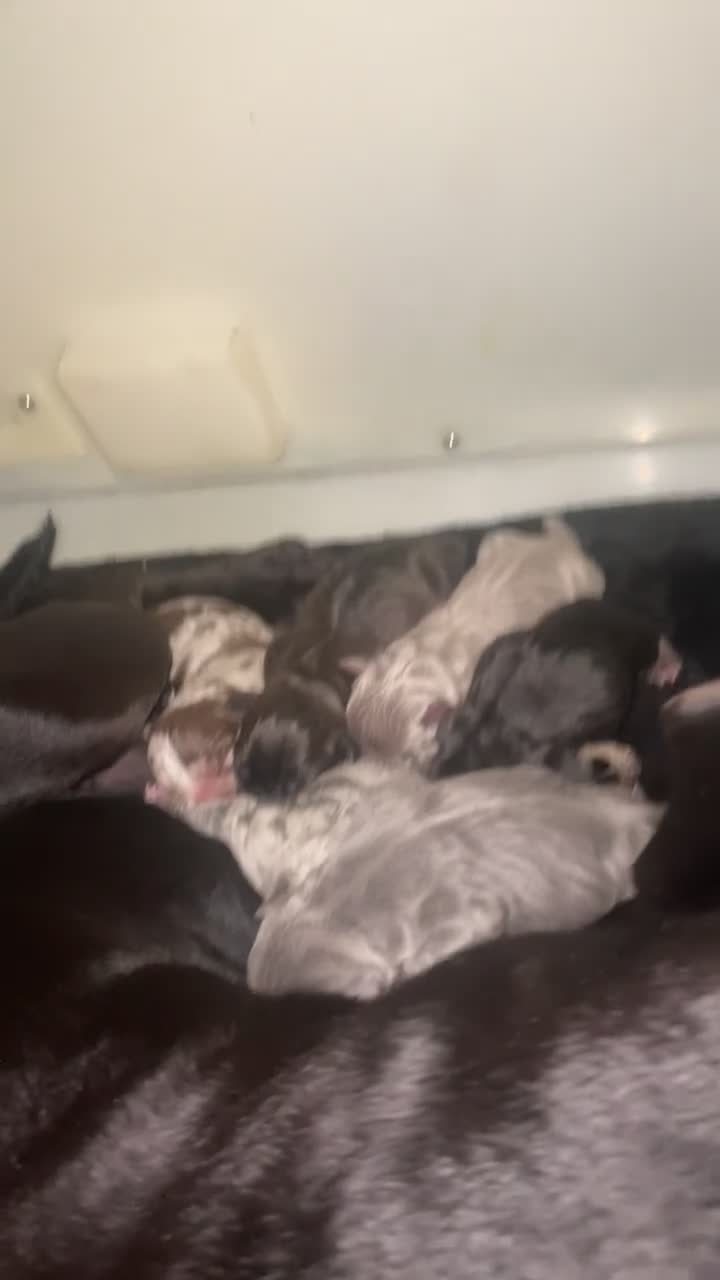 American Bully dogs for sale: Pocket cross standard bully’s  - Video 1