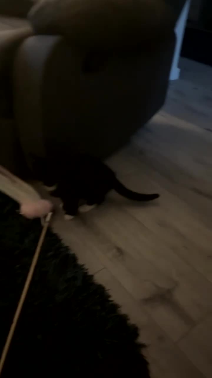 Mixed Breed cats for sale: 2 twin girls - Video 1