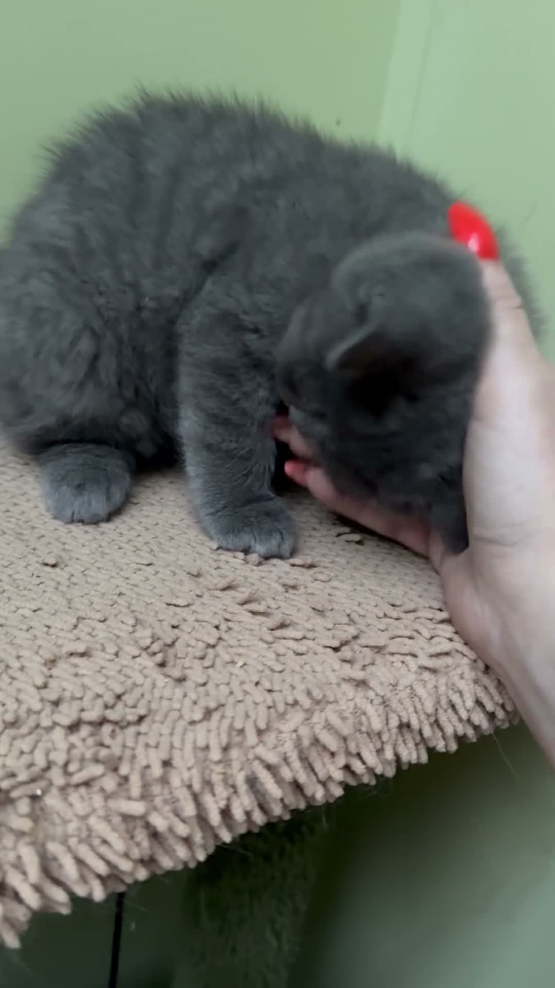 British Shorthair cats for sale: Ready for rehoming BSH / Scottish striaghts - Video 1