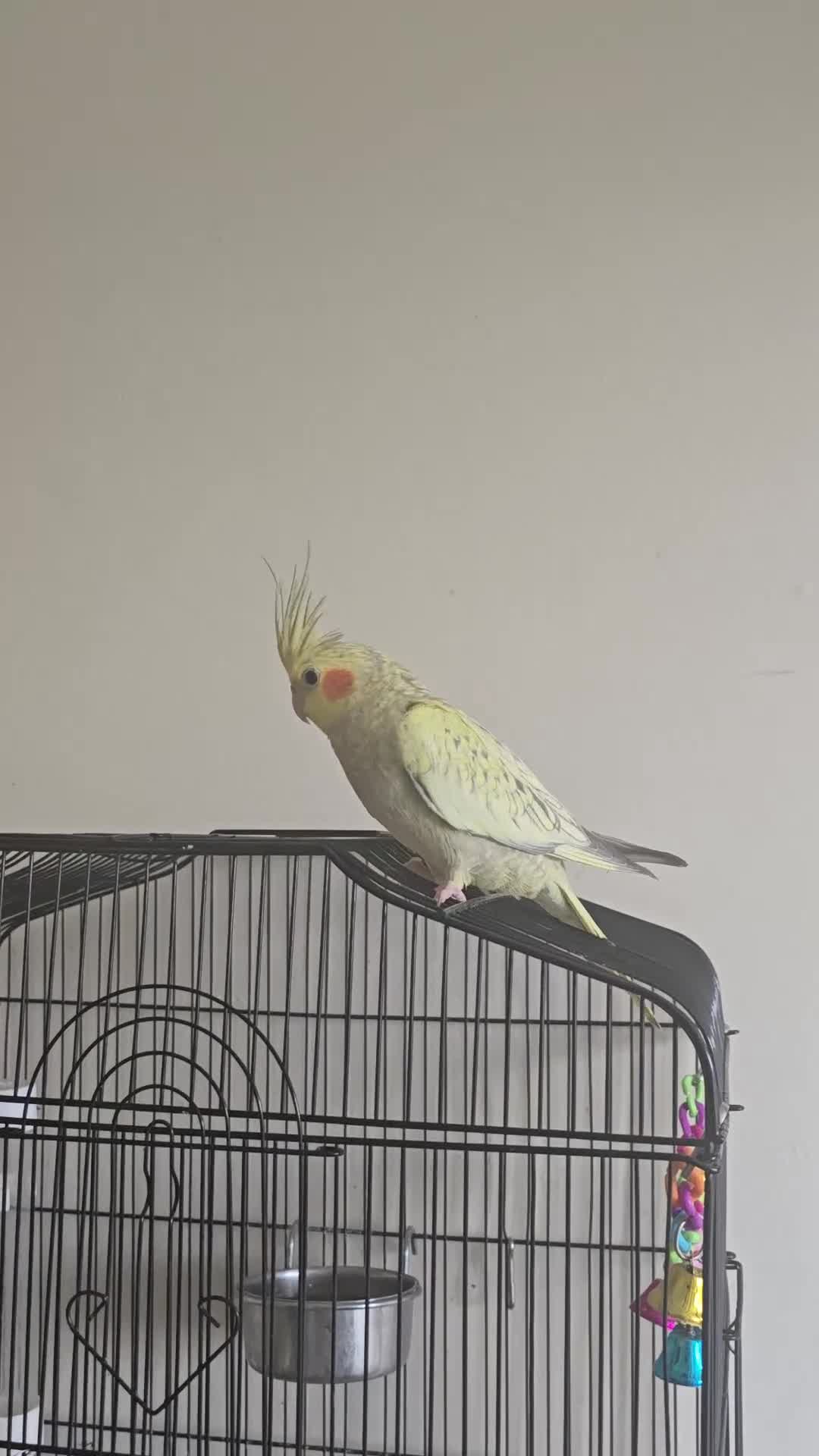 Cockatiels birds for sale: Young cockatiel for sale in Isleworth - Video 2