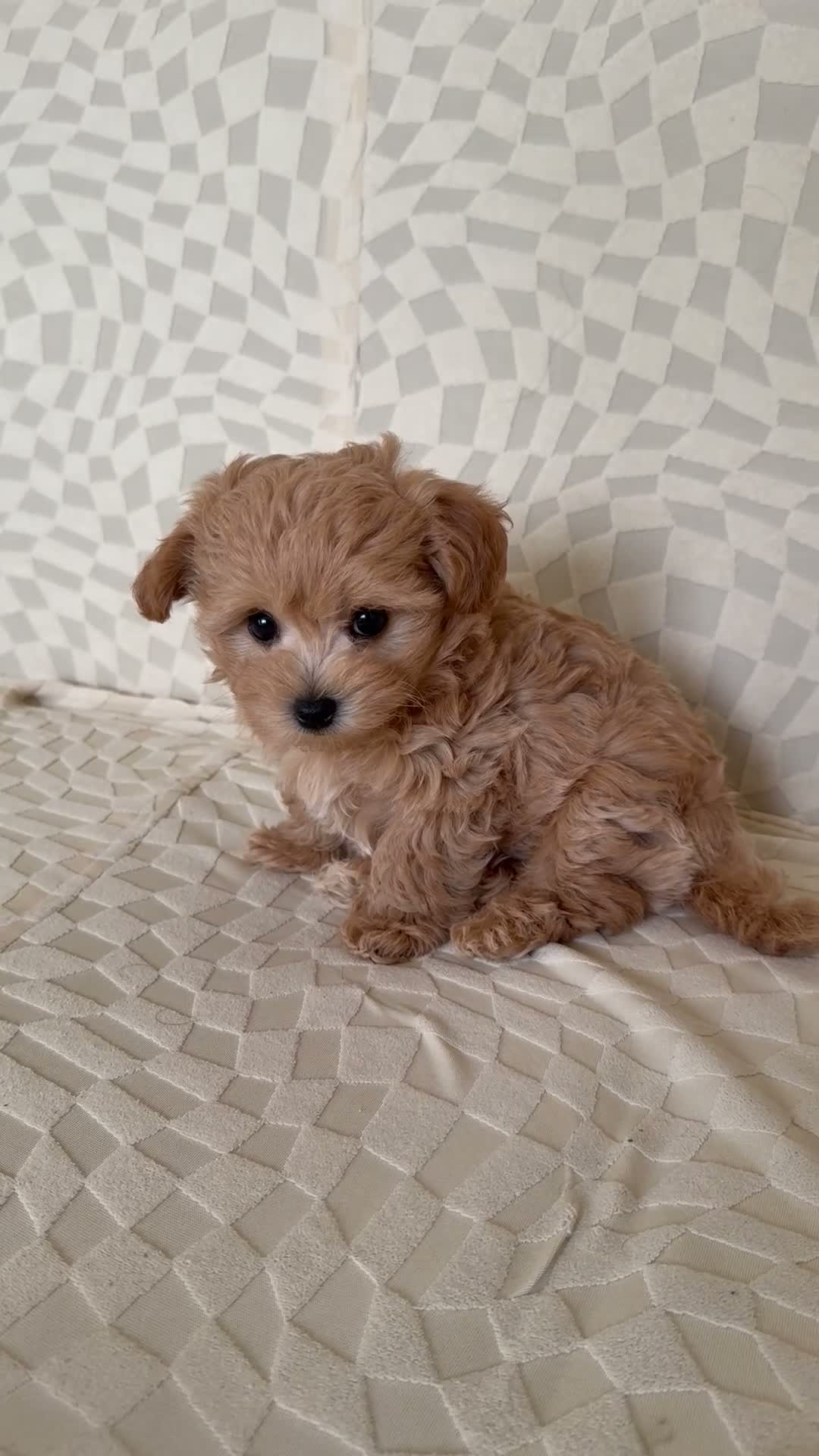 Maltipoo dogs for sale: Asian Maltipo Puppies XS Teddy Bear Faces Expected - Video 4