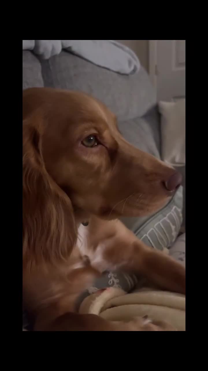 Cocker Spaniel dogs for sale: Cocker spaniel male pup - Video 1