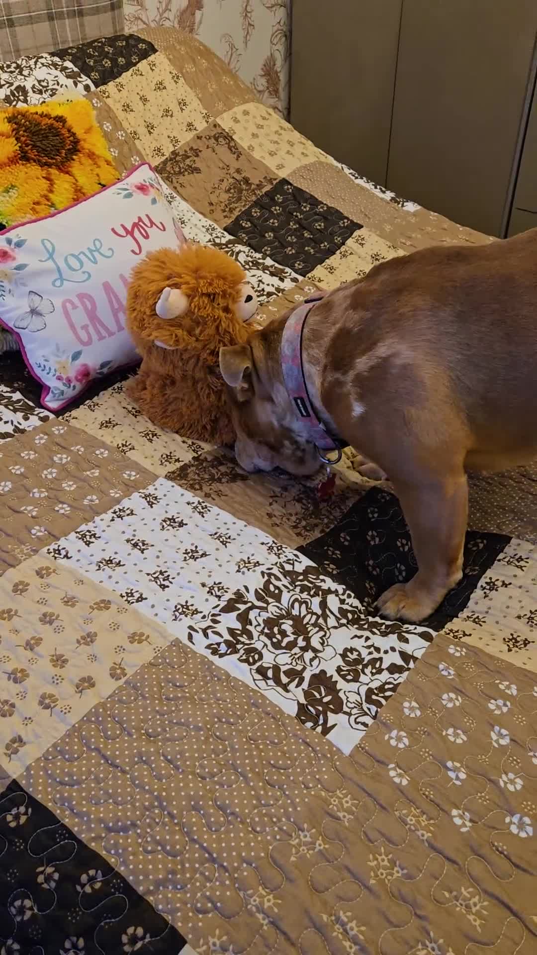 English Bulldog dogs for sale: Female bulldog  - Video 1