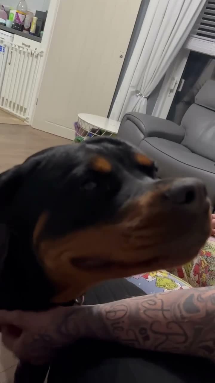 Rottweiler dogs for sale: Nova  in Nottingham - Video 3