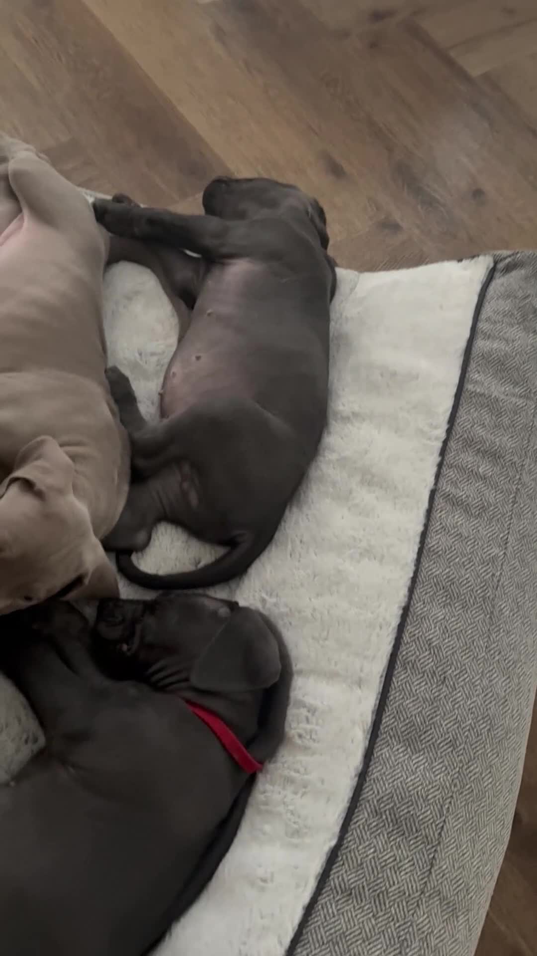 Weimaraner dogs for sale: KC Reg Weimaraner Puppies Silver & Blue - Video 2