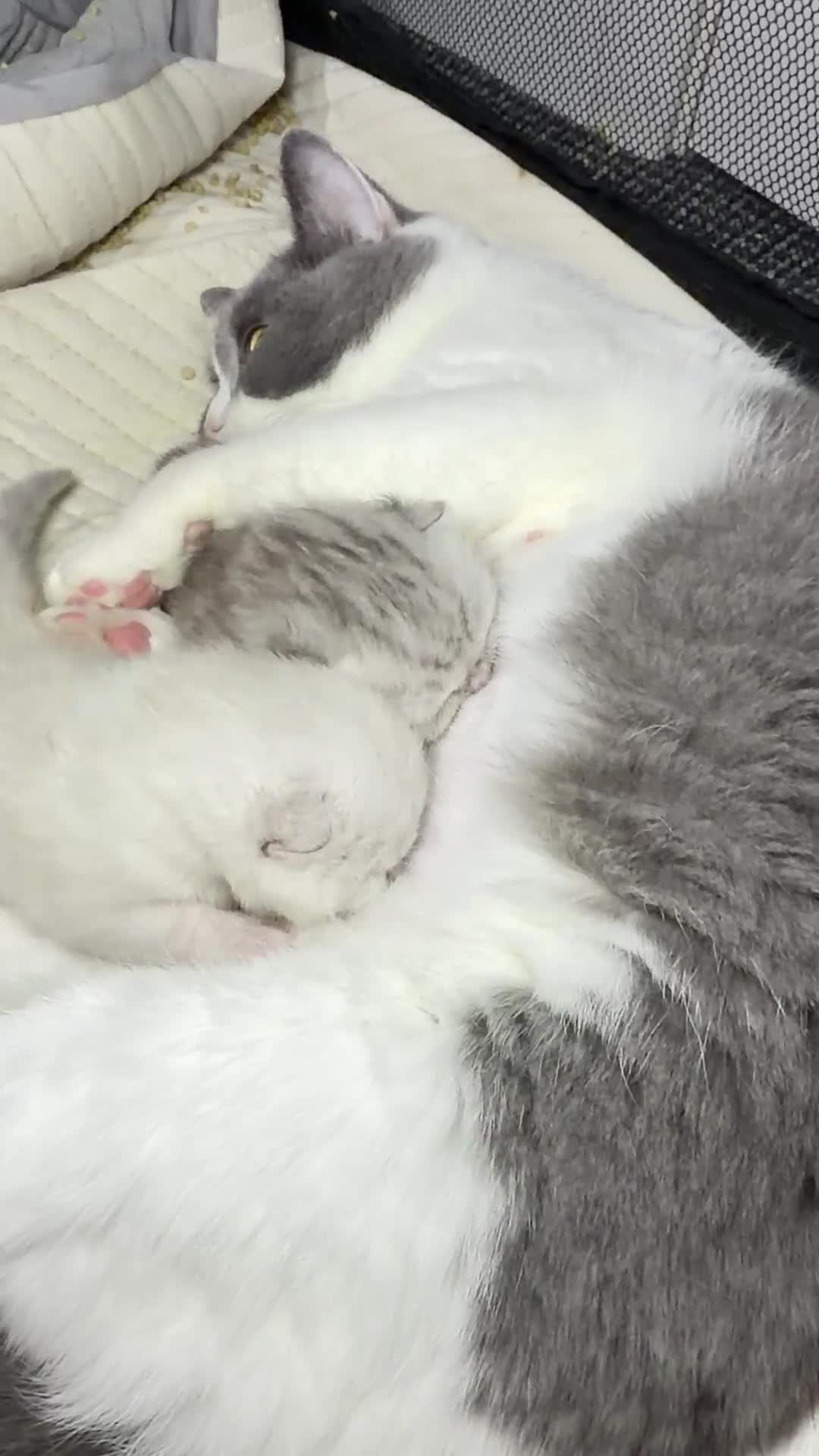 British Shorthair cats for sale: Champion British shorthair GCCF boy x1 girl x 1 - Video 2