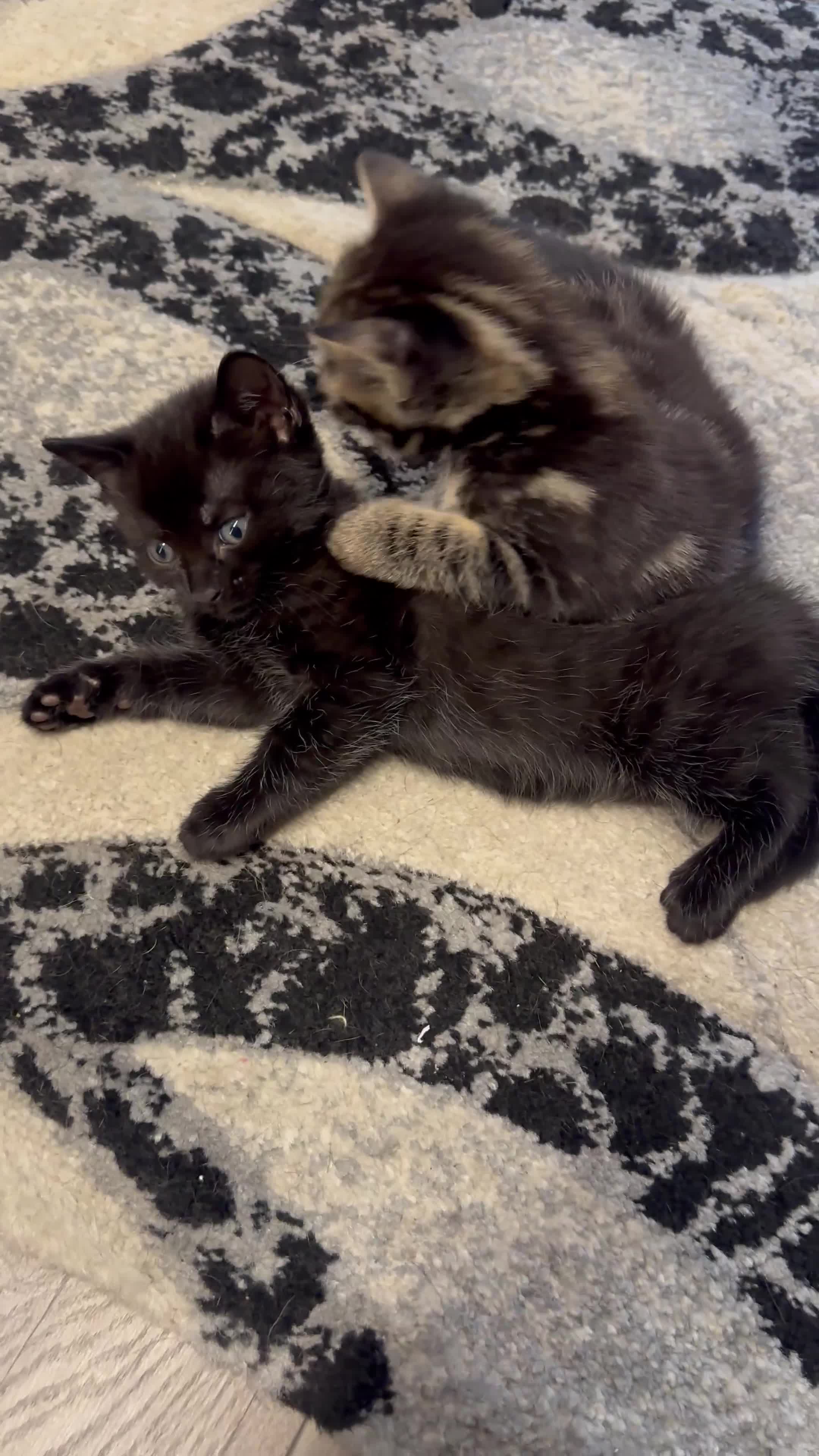 Bengal cats for sale: Mixed bengal cats for sale  - Video 3