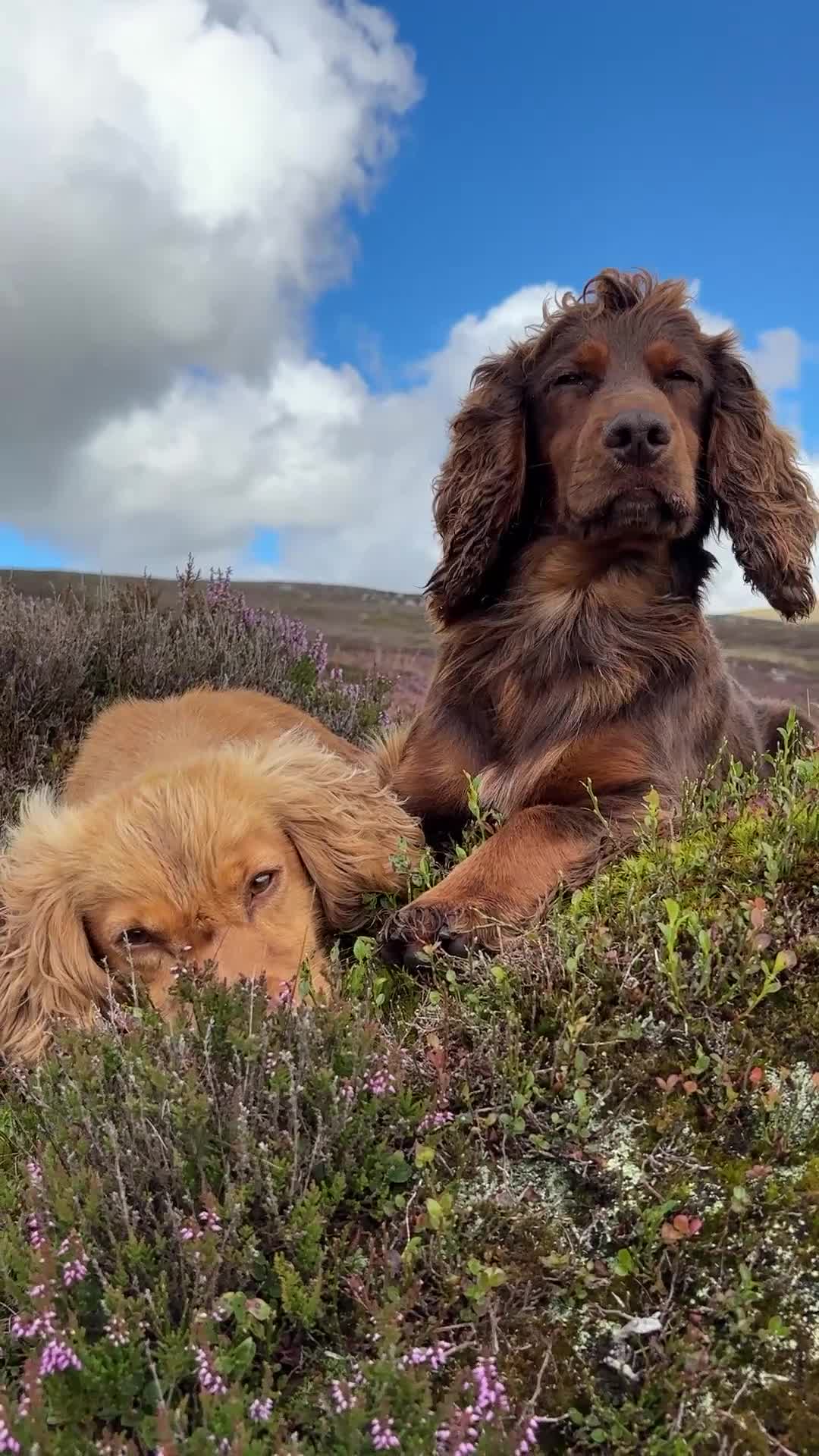 Cocker Spaniel dogs for stud: Excellent kc registered cocker spaniel at STUD.  - Video 1