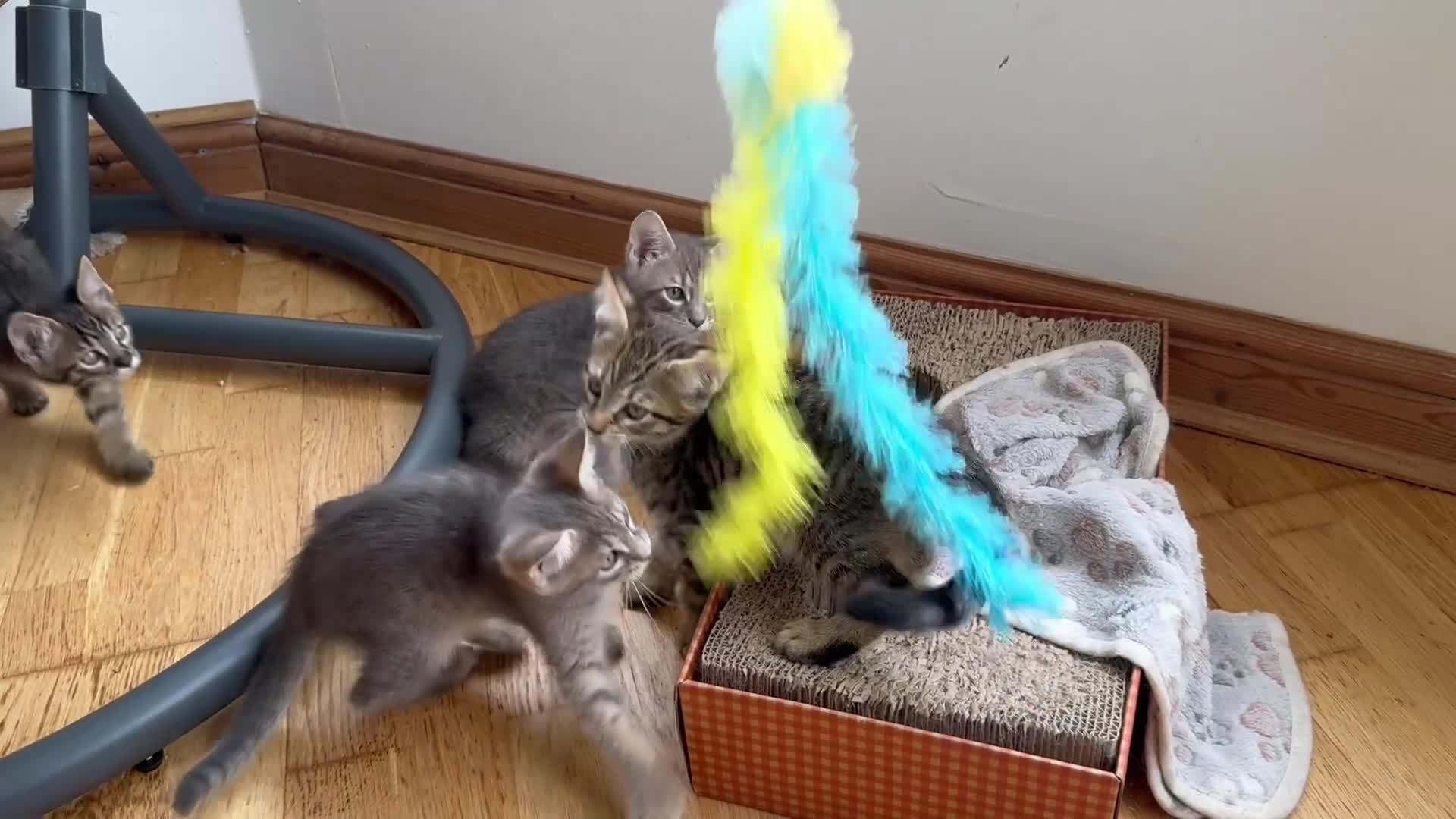 Maine Coon cats for sale: *Ready Now* Maine Coon X - Video 2
