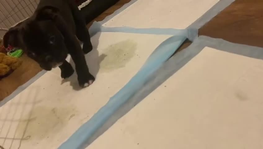 French Bulldog dogs for sale: French bulldog puppy  - Video 1