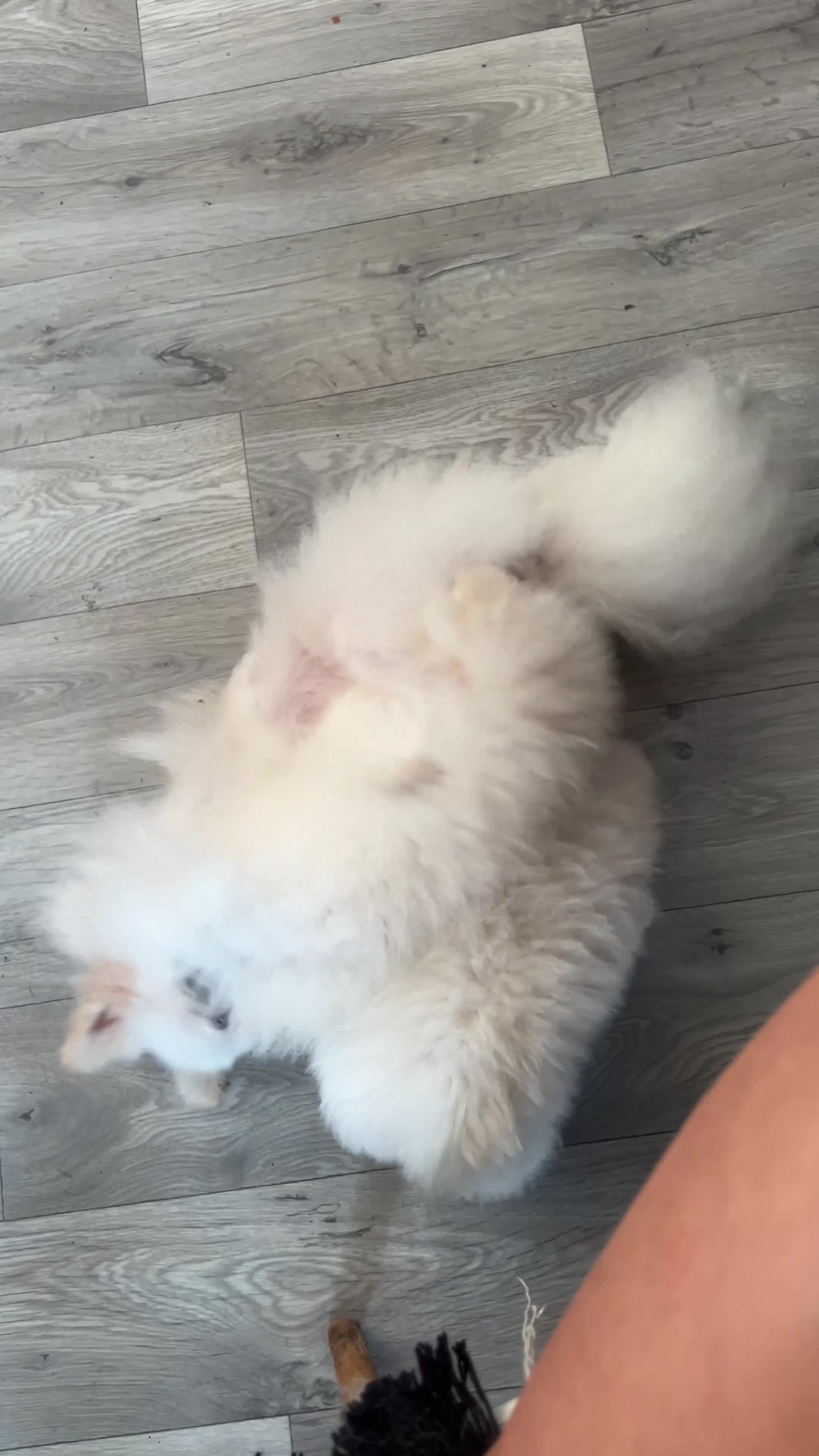 Pomeranian dogs for sale: 3 Pure white Pomeranians - 1 girl 2 boys - Video 4