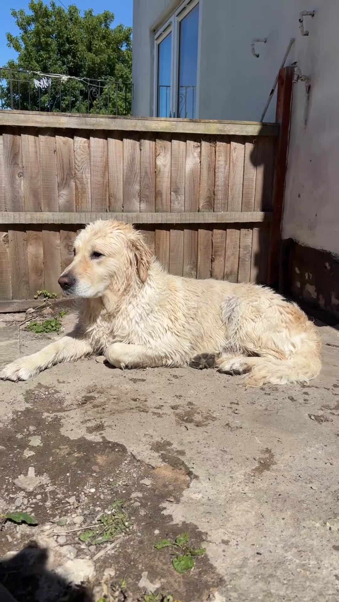 Golden Retriever dogs for stud: Healthy Golden Retriever Male in Barnsley - Video 1