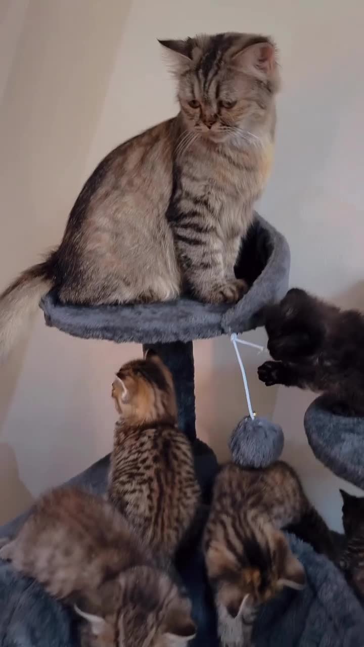 Persian cats for sale: 9 Beautiful Kittens For Sale - Video 1
