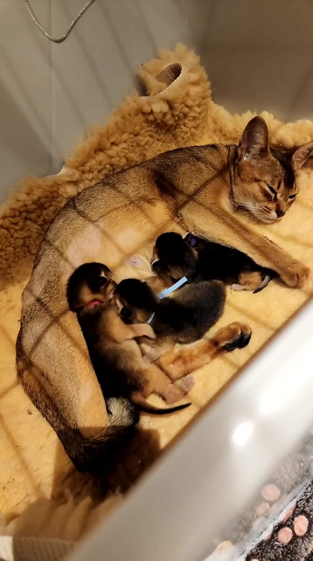 Abyssinian cats for sale: Adorable Pedigree Abyssinian kittens  in Royston - Video 1