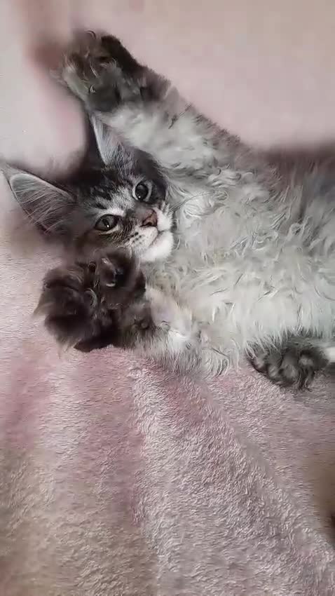 Maine Coon cats for sale: black smoke/polydactyl maine coonTICA kittens - Video 4