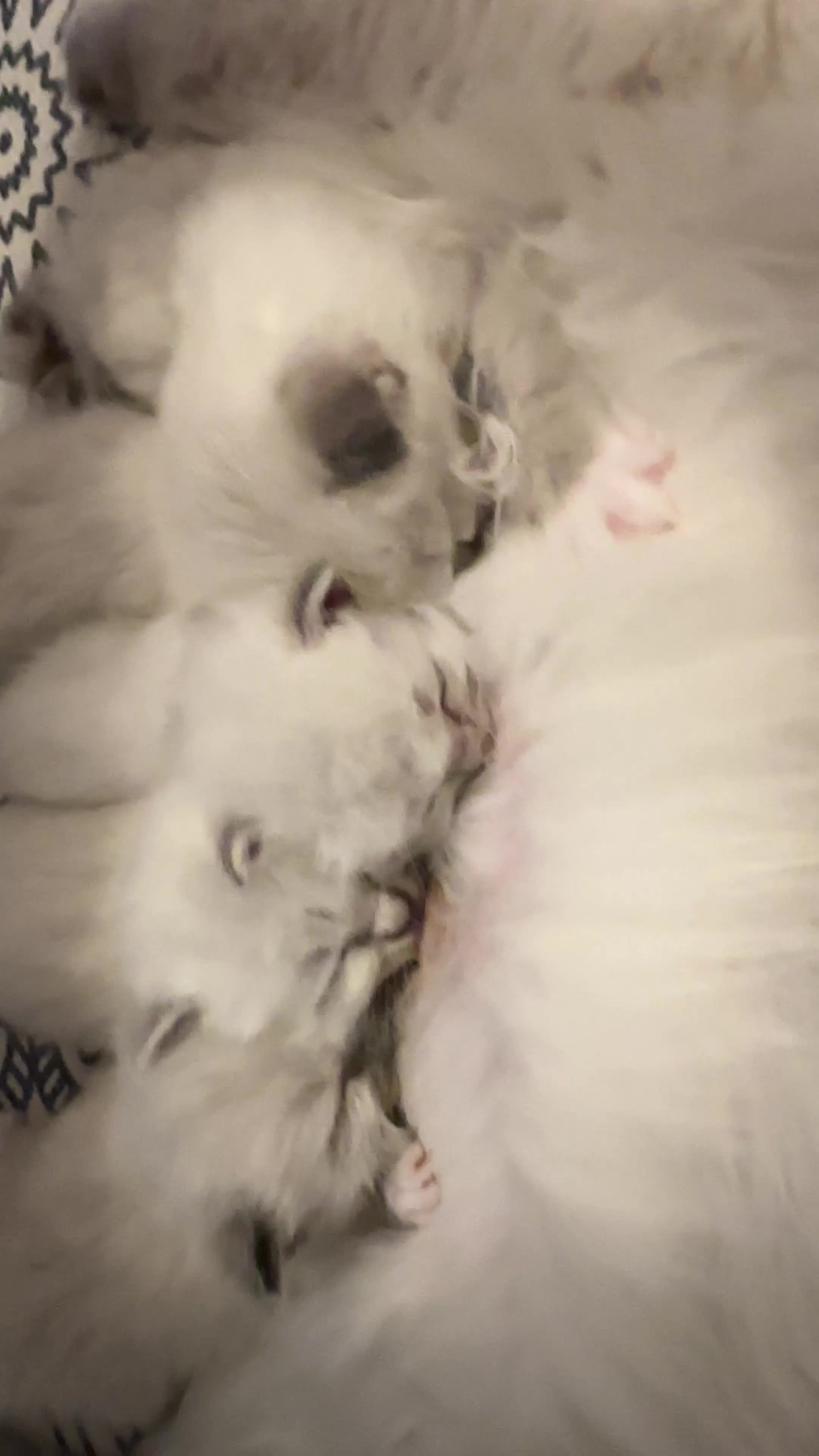 Ragdoll cats for sale: 🥰🥰🥰stunning beautiful ragdolls babies 🥰🥰🥰 - Video 1