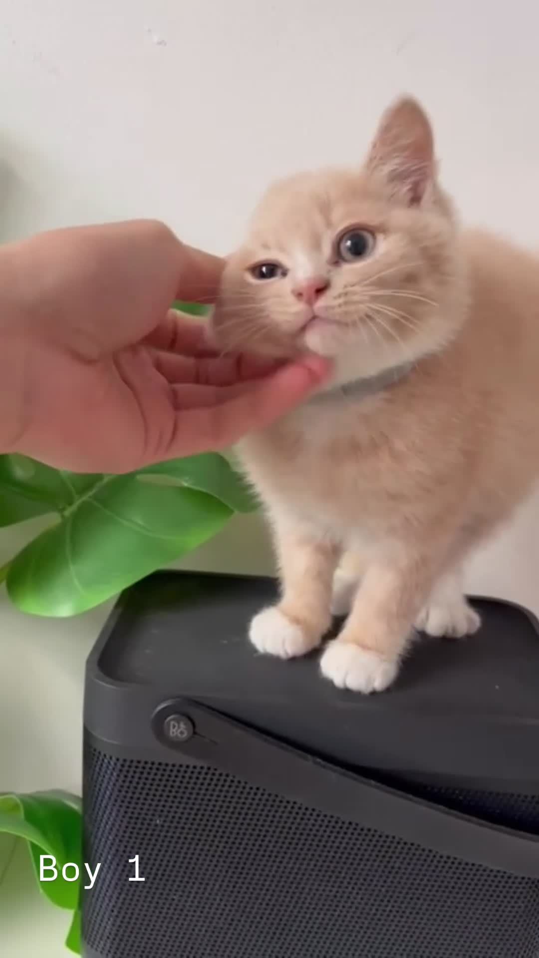 Mixed Breed cats for sale: [READY NOW] British Shorthair x Mainecoon - Video 2