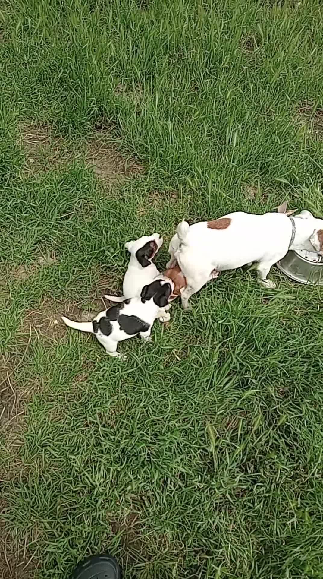 Jack Russell dogs for sale: Lovely Jack Russell Bitch looking for new home  - Video 2