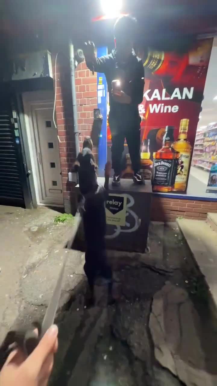 Dobermann dogs for stud: Doberman stud  - Video 3