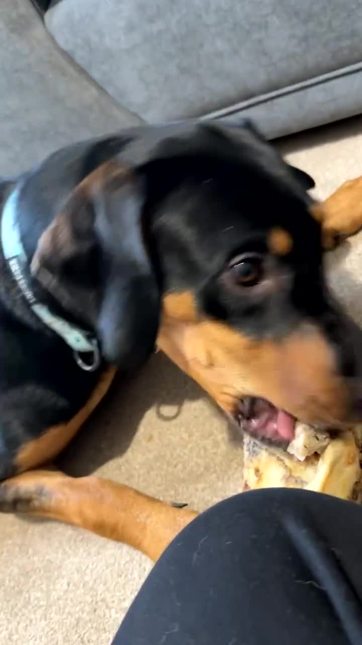 Mixed Breed dogs for sale: Millie for a loving Home  - Video 1