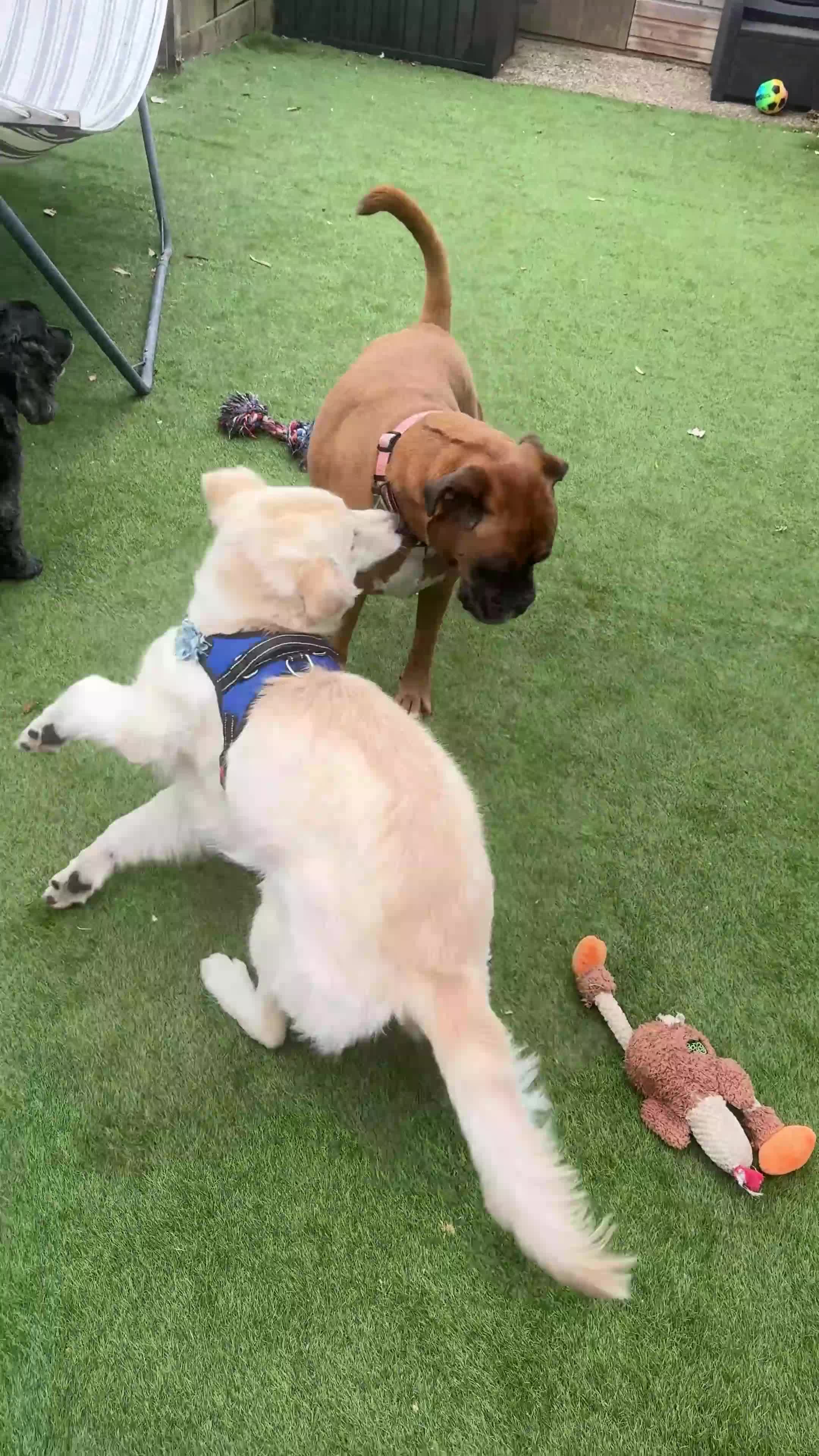 Mixed Breed dogs for sale: Golden lab/collie mix Azul - Video 2