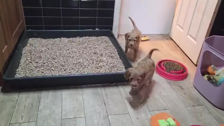 Australian Labradoodle dogs for sale: READY NOW! Therapy Aus x Irish dood multi gen mix  - Video 1
