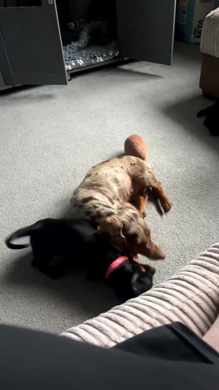 Miniature Dachshund dogs for sale: Black and Tan female miniature dachshund  - Video 1