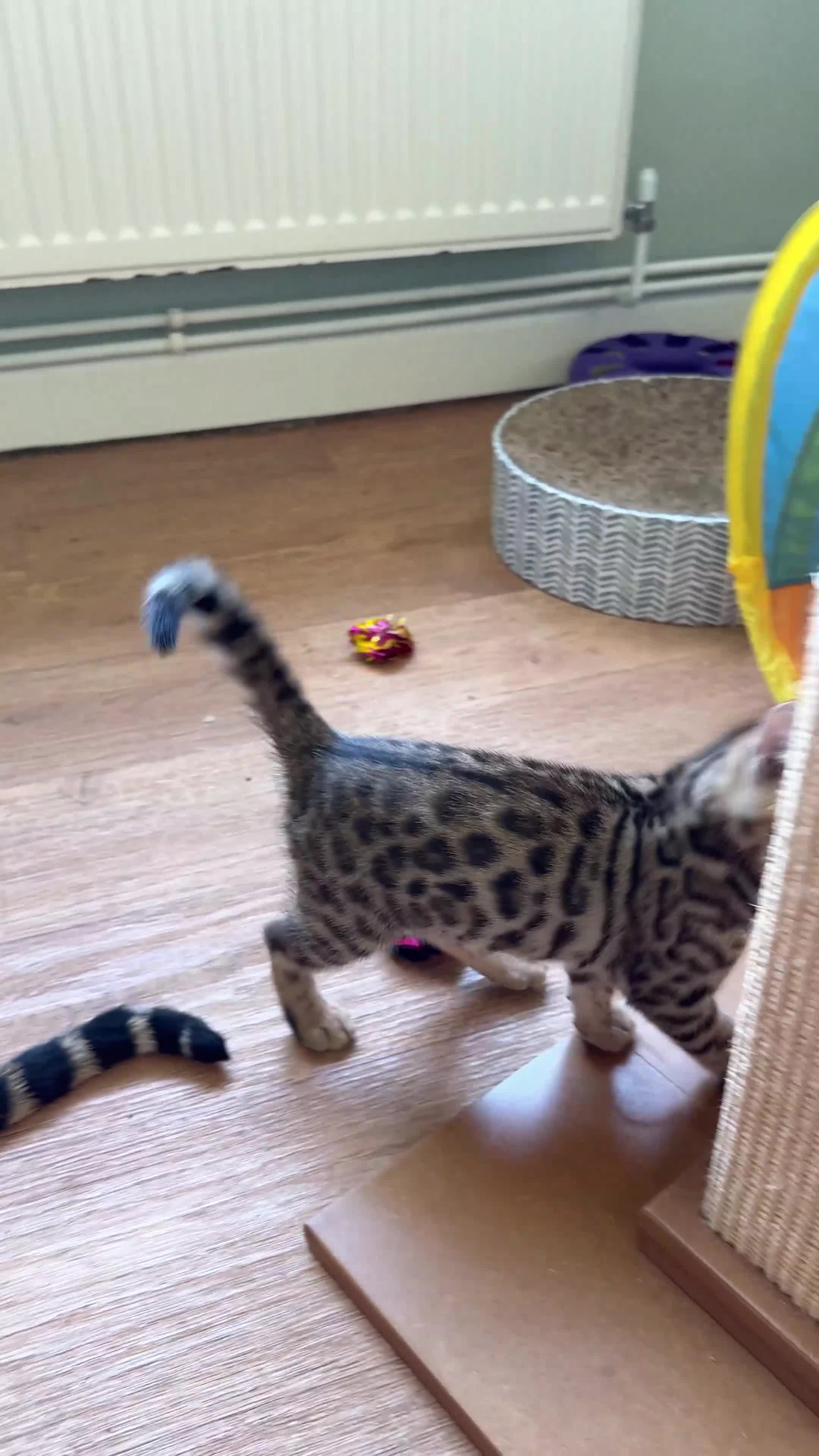 Bengal cats for sale: Beautiful Male Bengal Brown Rosetted Kitten in Diss - Video 1