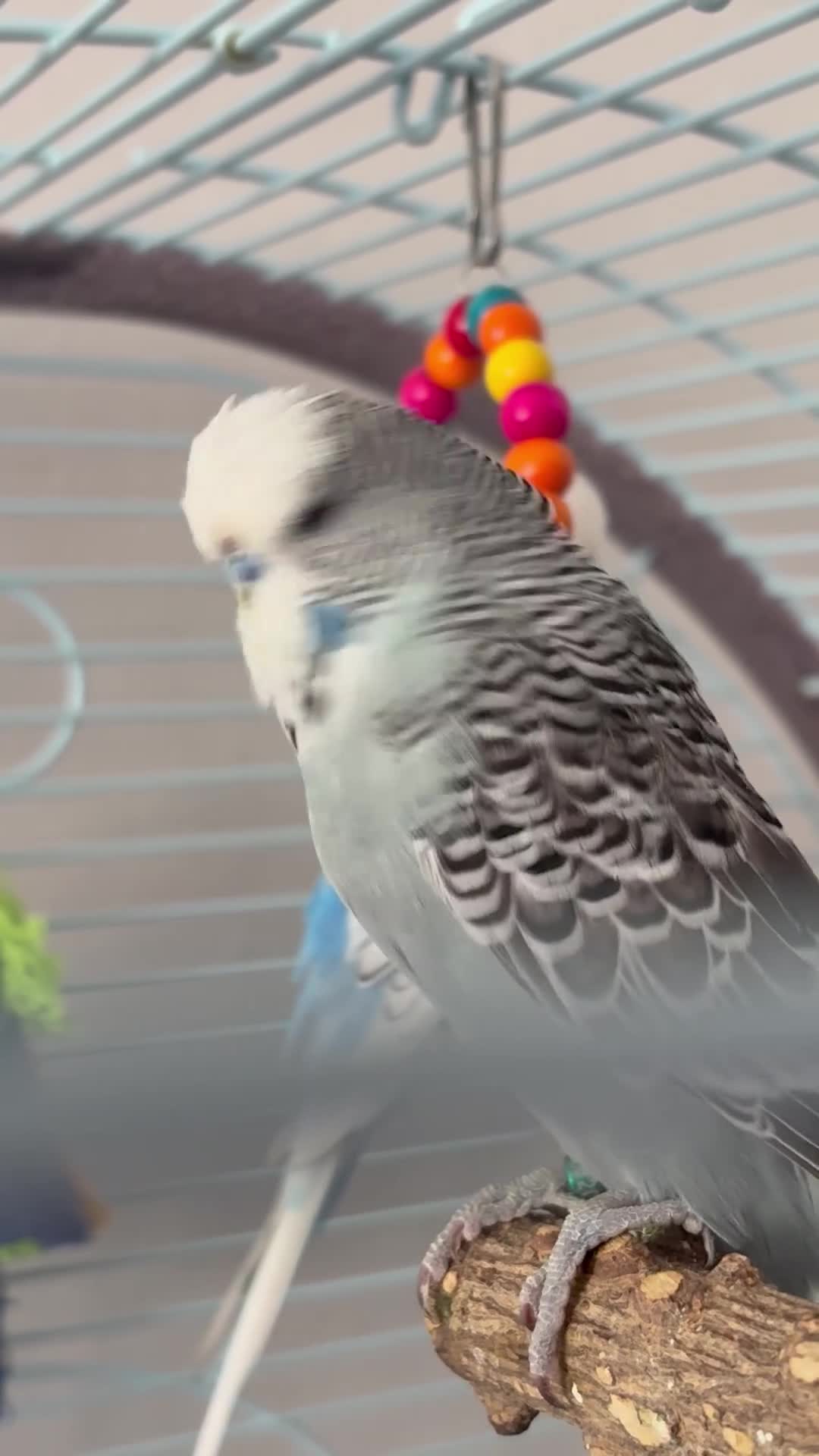 Budgerigars birds for sale: 2 male budgies  in Torquay - Video 1