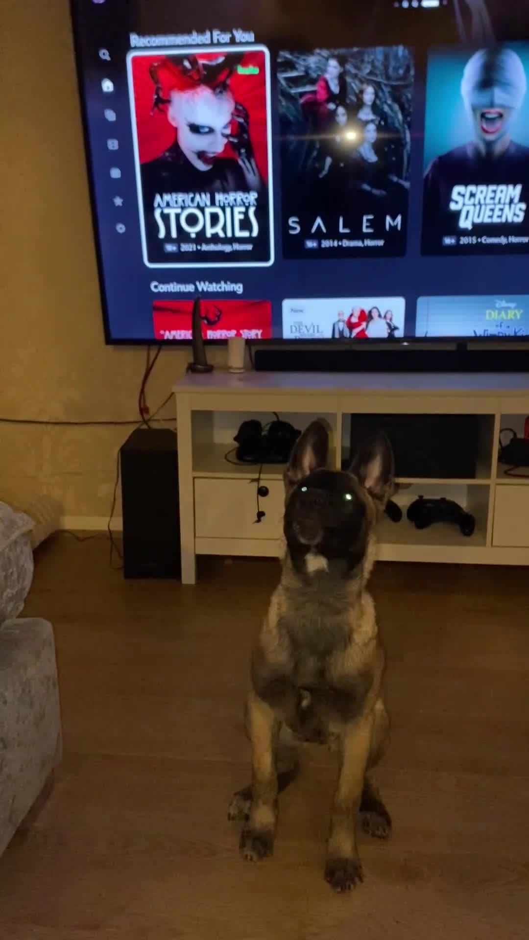 Belgian Shepherd Dog dogs for sale: Skye Belgian mallinos in Stockton-on-Tees - Video 1