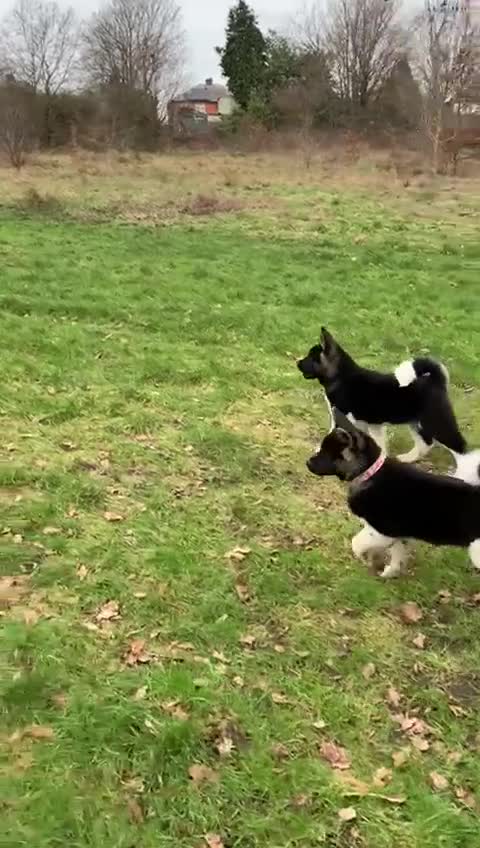 Akita dogs for sale: OUTSTANDING KC REGISTERED MALE AKITA PUP   - Video 1