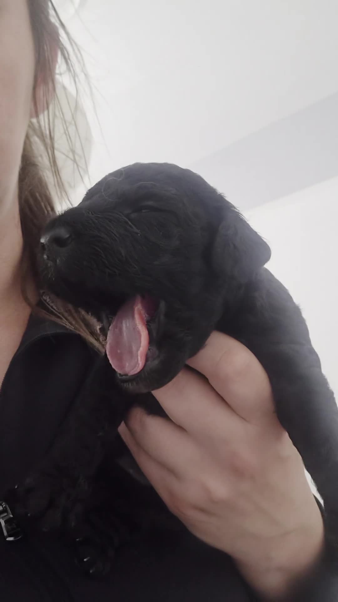 Cockapoo dogs for sale: 2 boy cockapoos left - Video 2