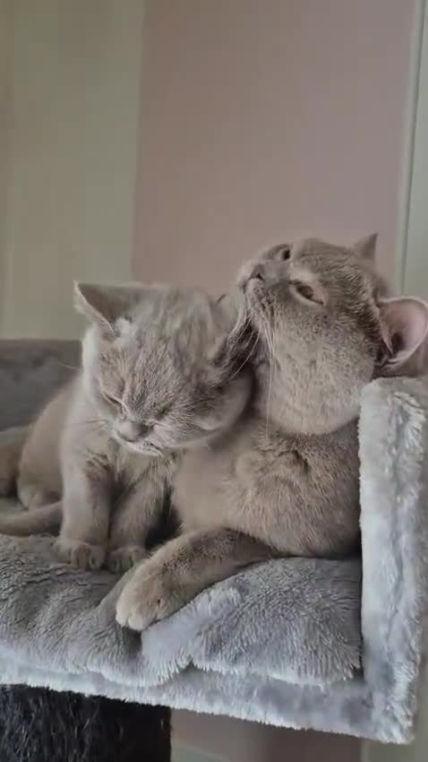 British Shorthair cats for sale: Gccf registered British shorthair blues and lilacs - Video 3