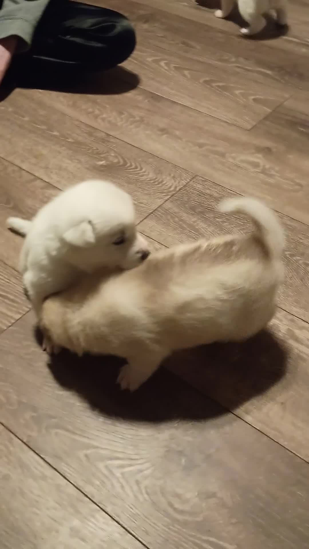 Huskita dogs for sale: 6 huskita puppies  - Video 1