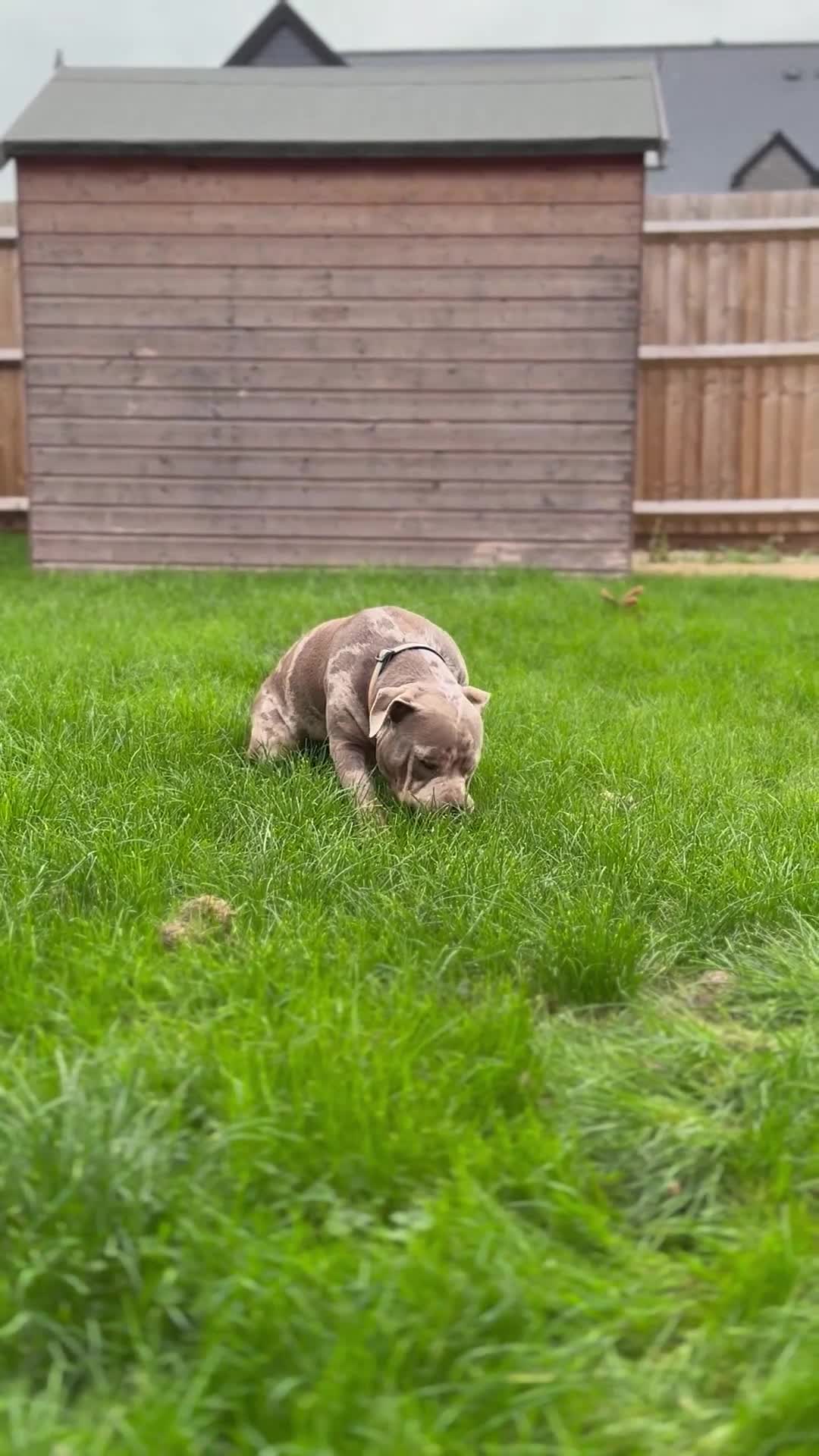 American Bully dogs for sale: Pocket bully🐾 - Video 1