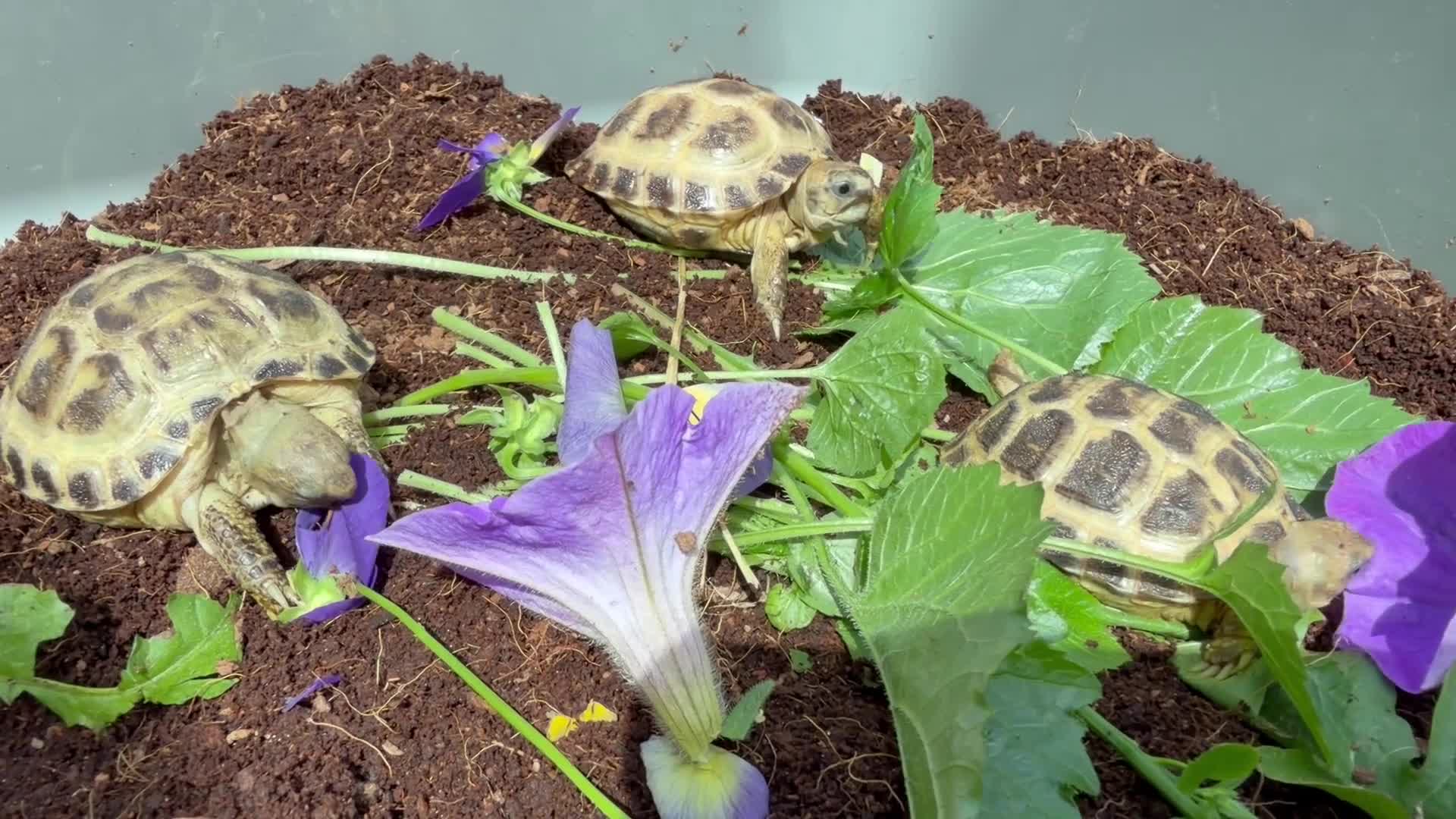 Tortoise reptiles for sale: Baby horsfield tortoises. Ready now. Setups also  - Video 1