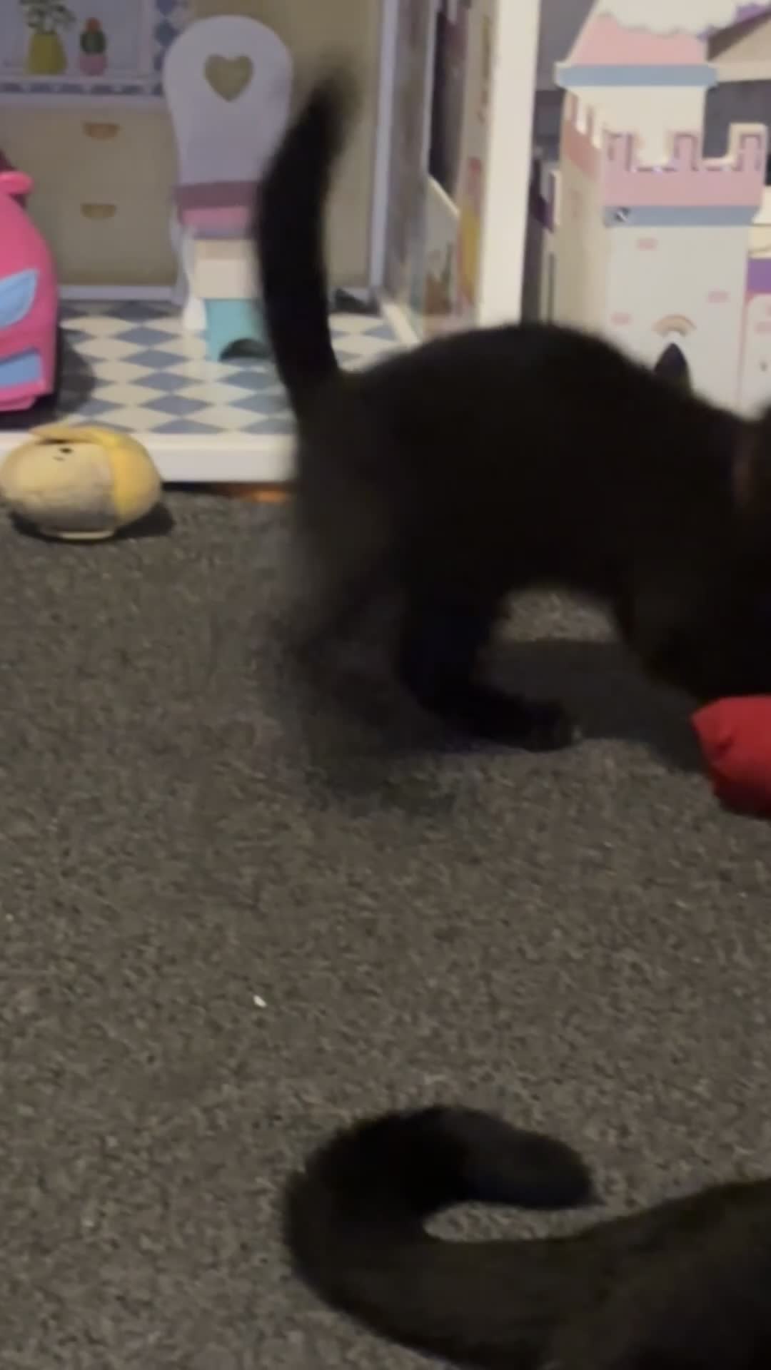 Bombay cats for sale: 2 beautiful baby kittens  - Video 2
