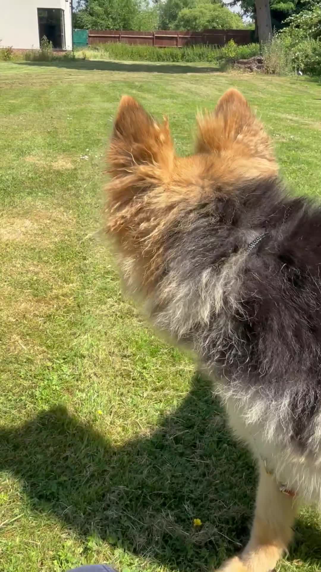 German Shepherd dogs for sale: KENBLOOM PRIMROSE RIPLEY KC health tested  - Video 1