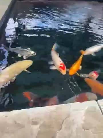 Koi Carp fish for sale: Various Japanese koi  - Video 1