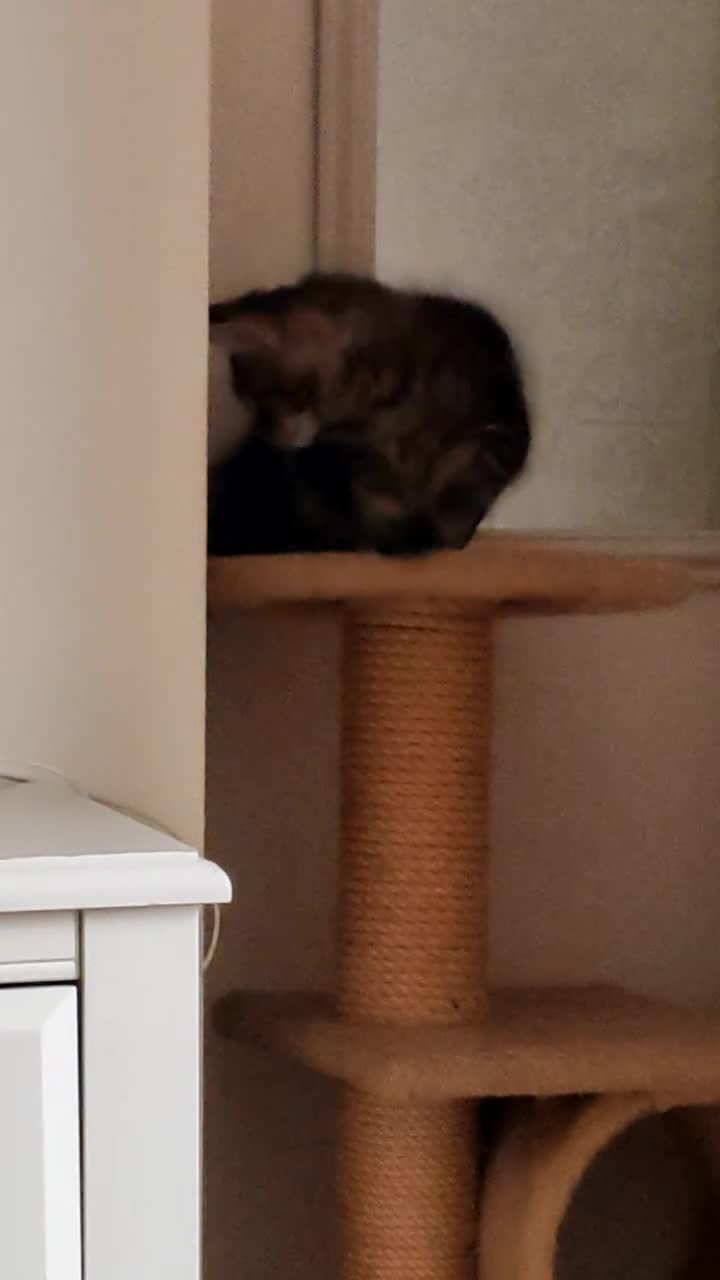 Maine Coon cats for sale: V. Vilma  - Video 1