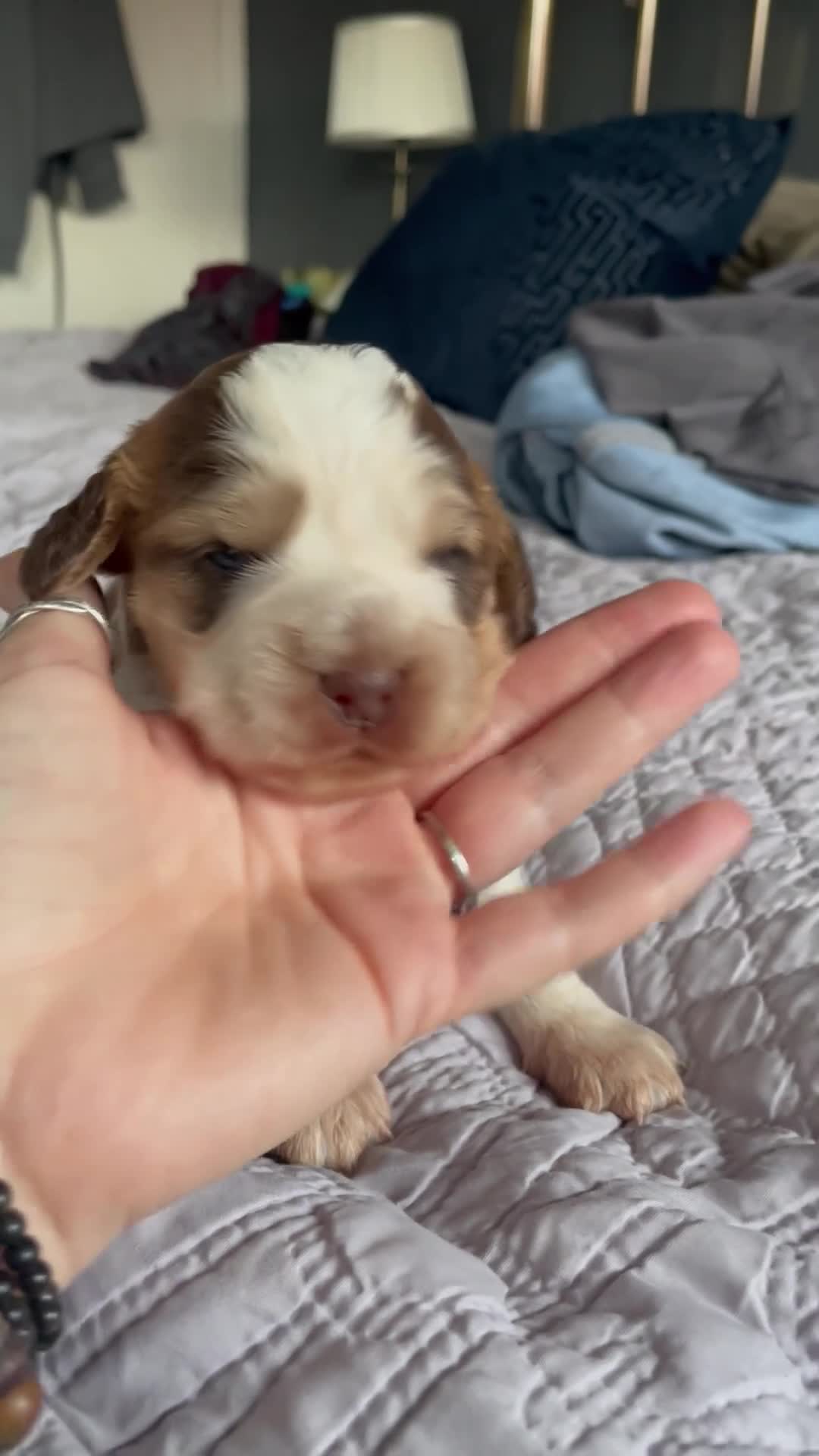 Cocker Spaniel dogs for sale: Beautiful health tested Cocker spaniel pups  - Video 2