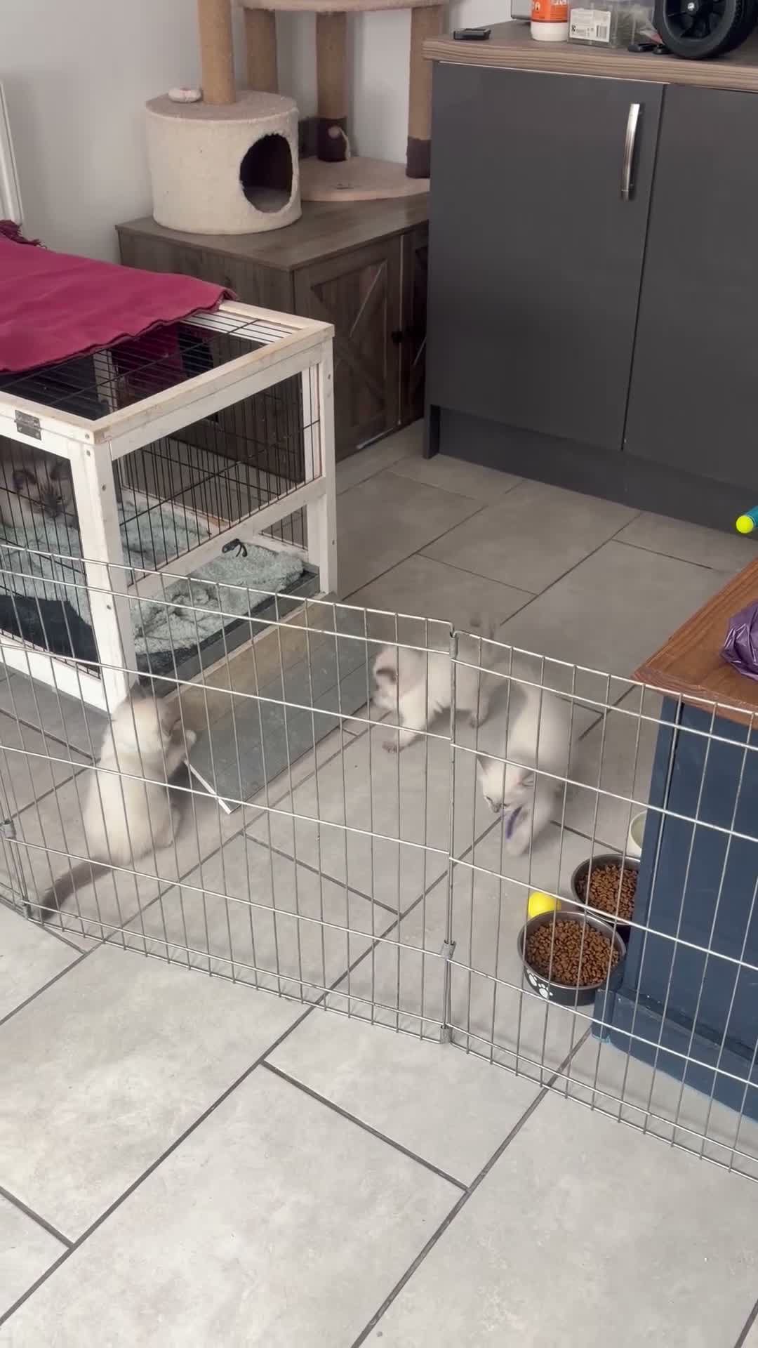 Ragdoll cats for sale: Ragdoll Kittens  - Video 3