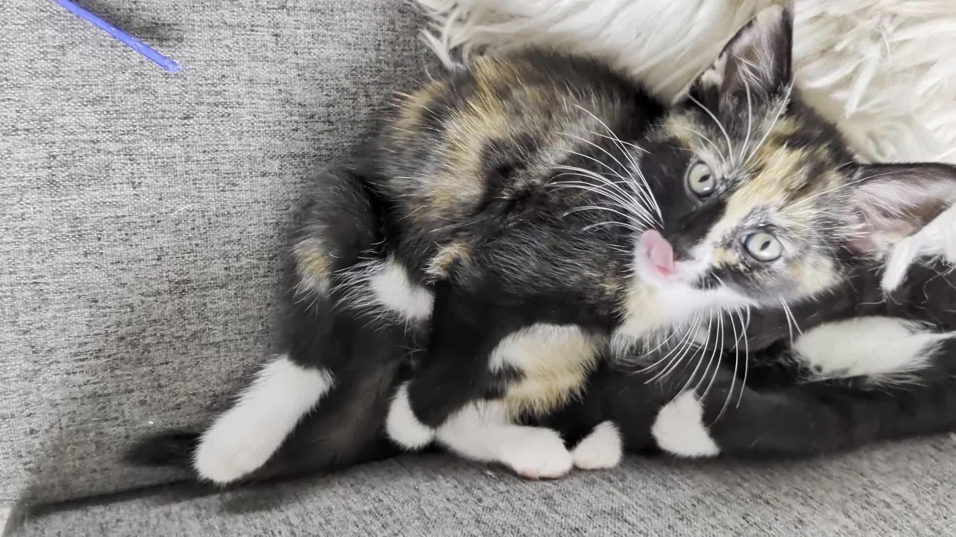 Mixed Breed cats for sale: Tortie kitten available  - Video 1