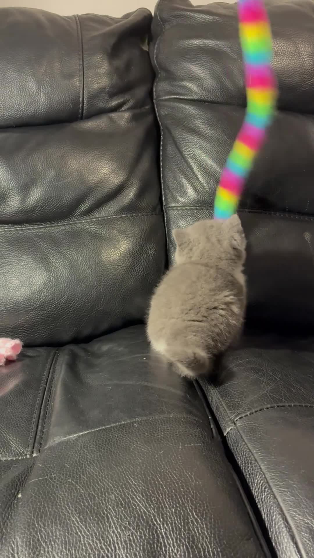 British Shorthair cats for sale: LAST 1 REMAINING BSH TICA KITTENS - Video 2