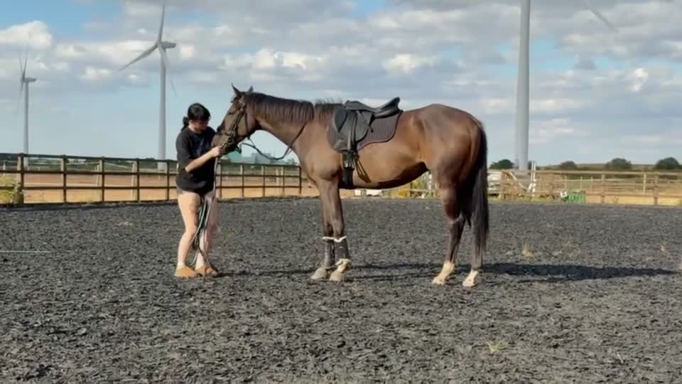 English Thoroughbred horses for sale:     Roman – Sweet TB Gelding with Huge Potential in Newark - Video 1