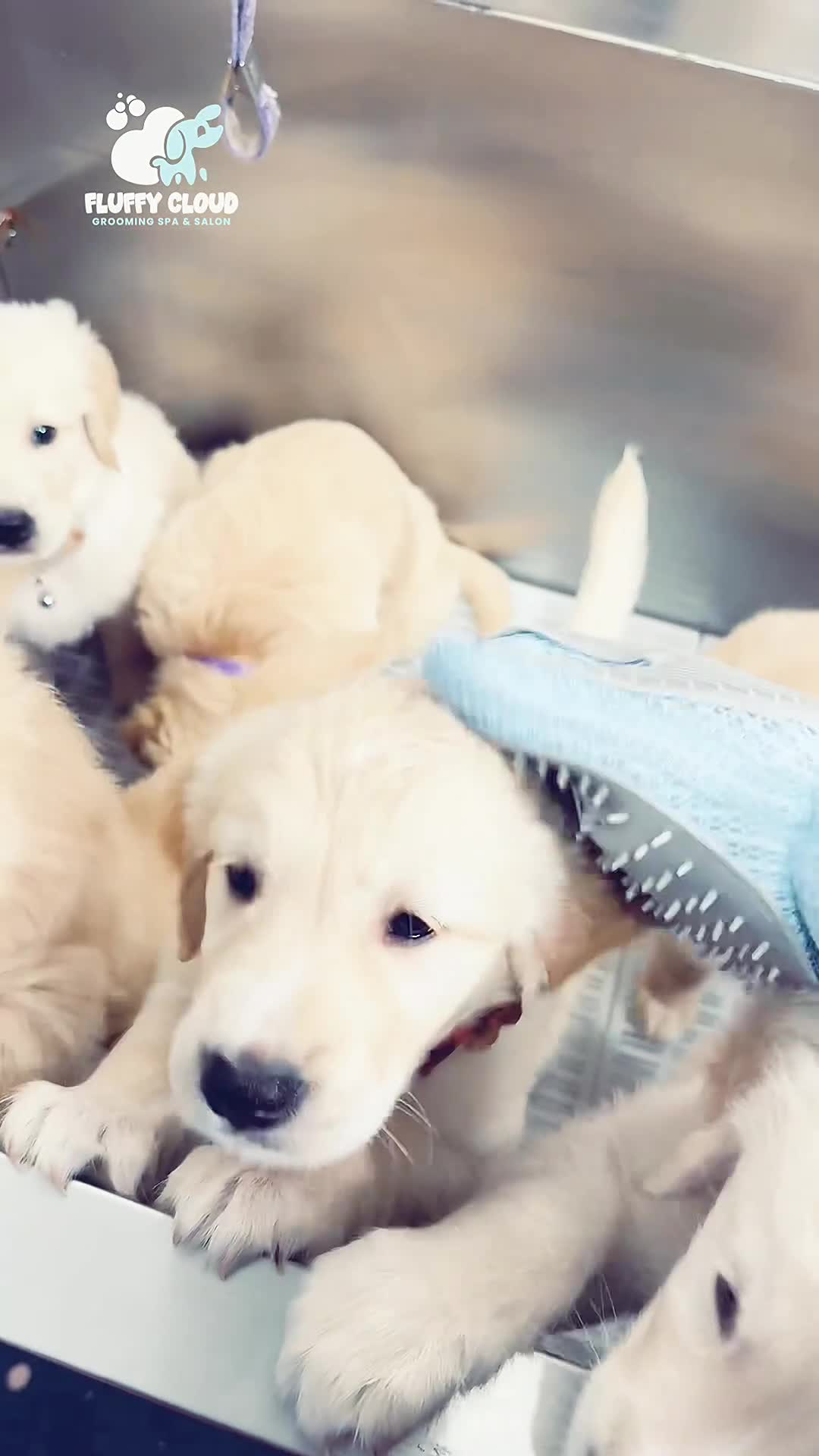 Golden Retriever dogs for sale: 🤍🧸 last puppy girl looking for her forever home - Video 4